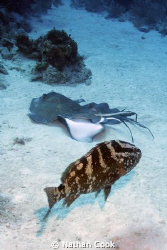 Sting Rays mating off the coast of Little Cayman. The Gro... by Nathan Cook 